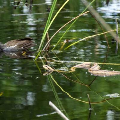 Monitoraggio Biologico Gallinella Dacqua E Cervone