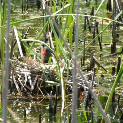 Monitoraggio Biologico Gallinella Dacqua In Cova