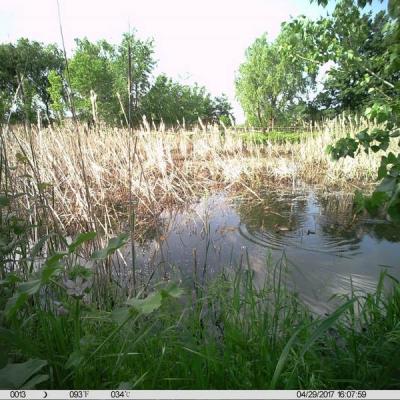 Monitoraggio Biologico Gallinella Dacqua