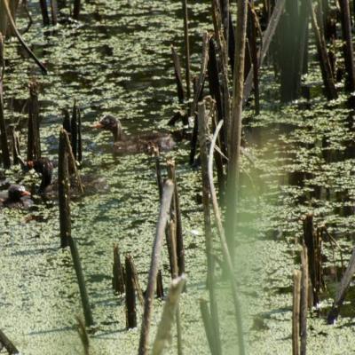 Monitoraggio Biologico Pulli Di Tuffetto