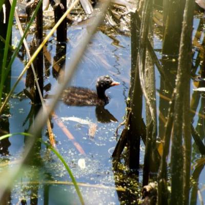 Monitoraggio Biologico Pullo Di Tuffetto