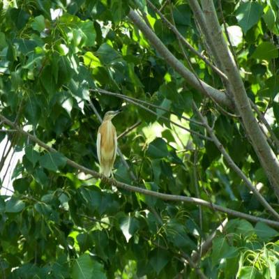 Monitoraggio Biologico Sgarza Ciuffetto