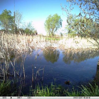 Monitoraggio Biologico Tuffetto