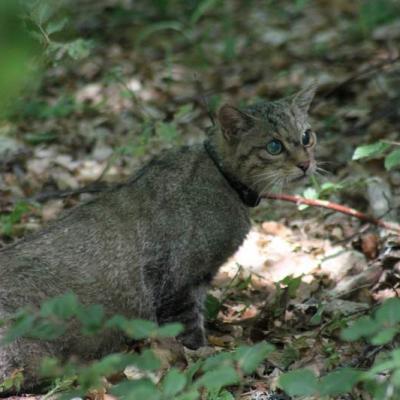 Gatto Selvatico F Rilasciato