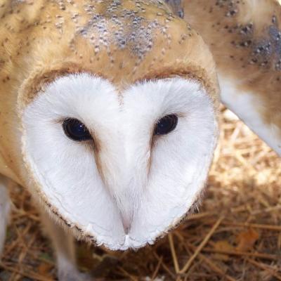 Animali 2