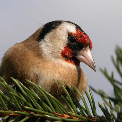 Animali 5