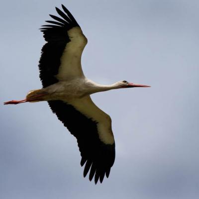 Animali 8