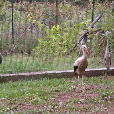 Animali 9