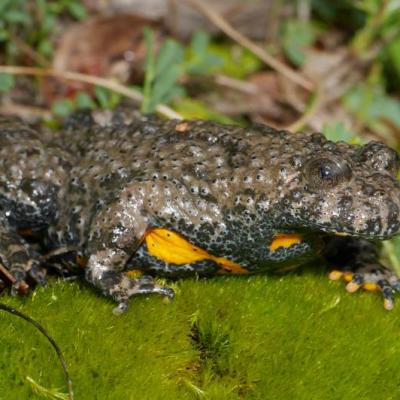 Ululone Dal Ventre Giallo Ph S. Tripepi