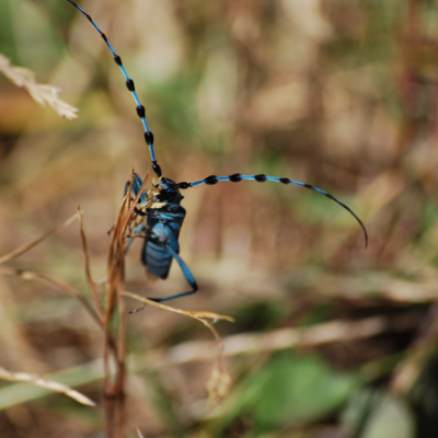 Rosalia Alpina