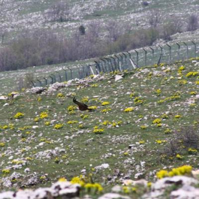 Grifone Al Carnaio Di Colle Calderaio